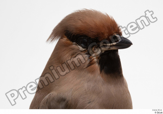 Bohemian waxwing Bombycilla garrulus head 0004.jpg